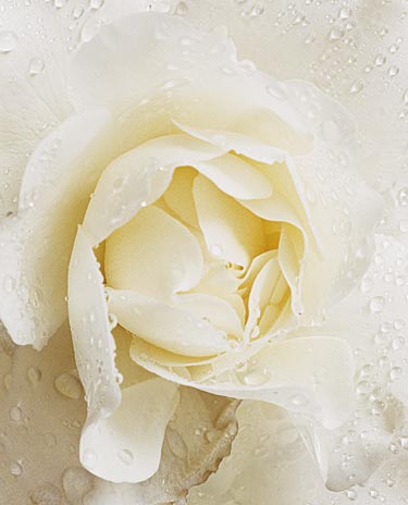 rose2.jpg